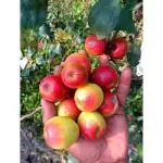 Online Plant Bazar Red Kashmiri Apple Ber Ball Sundari Live Plant-B01