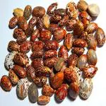 Xetomos Arandi Beej Castor Seeds Beej Beans Ricinus Communis 100g