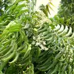 Plantzoin Indian lilac Neem Azadirachta indica Nimba Live Plant