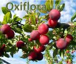 Oxiflora Red Aloo Bukhara Plant Fruit (Grafted) - Fruit Plants & Tree Outdoor Living Indoor Plants pack of 1