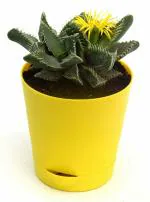 India Gardening Faucaria Tigrina Tiger Jaws, Shark jaws Succulent Live Plant in Self Watering Pot