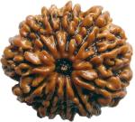 Shivoham Brown Wooden 11 Mukhi Rudraksha