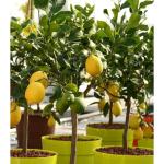 Cloud Farm Hybrid lemon tree Healthy plant grafted, grafted Healthy plant for hybrid lemon lemon tree, plant sapling (pack of 1),CF_L85