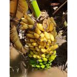 CooPany Combo 2 Kolikoodu Banana/Patakapura Banana/Rasthali Banana Live Plant - Rhizome Plant (Pack of 2 Live Plant) With Safe & Secure Packing