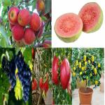 Combo Pack Fruits Tree Seeds Combo of 6