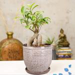 PLANTORI Ceramic Pots with Trays/Plates for Indoor Plants, Bonsai, Cactus (Grey, Set of 1)