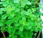 Platone Marjoram PlantPudina PlantLive