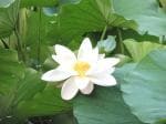 Plantzoin Indian lotus Kamal Nelumbo nucifera Padma (Color-White) Live Plant