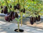 Tamransh Menpulam Brinjal Seed, 50 Seeds