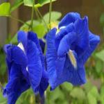 SENECIO Blue Double Flower Aparajita/Butterfly Pea/Clitoria Ternatea/Gokarna (Blue) Climber Vine LIVE Plant For Balcony Home Garden