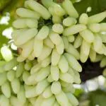 Online Plant Bazar Green Sweet Grapes Live Plant
