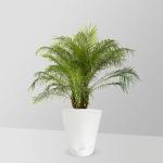 Online Plant Bazar Green Phoenix Palm Live Plant