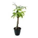 Hug A Plant Pachira Money Plant Tree Braided | Malabar Chestnut (Pachira aquatica)- Live Plant in 12cm Pot (Home & Garden)
