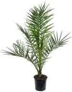 Platone Phoneix Palm PlantPam PlantPALM_001