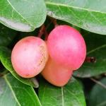 Cloud Farm Carissa CarandaskarondakalayborandaKormocha Healthy Plant CF[004414]