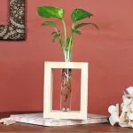 Corofitam Money PlantMani PlantTest Tube Money Plant For Home Decor