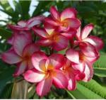 Oxygreenplant Plumeria rubra flower plant