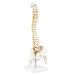 WKM 21 inch Tall Human Vertebral Column Anatomy Spine Model