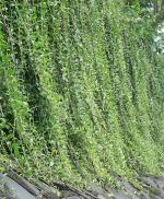 CooPany Evergreen Home Decorative Curtain Creeper, Parda bel Healthy Live Plant with Safe and Secure Packing