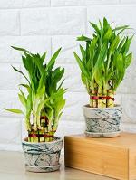 Platone Two Layer Bamboo PlantLucky Bambu PlantGLAS0.67