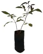 ADITYA GREEN PLANTS AGP Black Kali Nirgundi Medicinal Live Plant