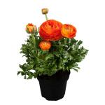 PARYAVARAAN Ranunculus Orange Flower Bulbs For Home Gardening pack of 2 bulbs in packet