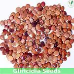 Iagrifarm Gliricidia Seed / Gliricidia Sepium / Tree Seeds - 250 Gram for Cultivation