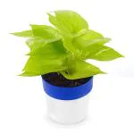 PHULWA Golden Money Plant