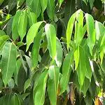 Kapebonavista Jamun Java Plum Jam Jambolan Black Plum Syzygium Cumin Living Plant in Poly Bag