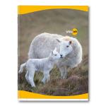 Youva Navneet| Soft Bound Notebook| Jumbo Size 18 cm x 24 cm| Double Line| 76 Pages| Pack of 12