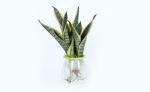 Shivoham Plant Gallery Sansevieria Hydroponic Snake Plant(Pack Of 2)