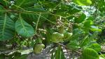 Corofitam Cashew Apple Plant Cashew Vengurla 7 Variety Nut Kaju Fruit Live Plants & Tree(1-1.5 Ft Size)