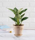 Nurturing Green Exotic Philodendron Birkin Plant For Decor In Brown Pot