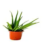 Vatikalive Plants Aloe Vera Plant (Hybrid, Pack of 1)