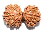 Feel Touch Mart Gouri Shanakr Precious Nepal Bead Rudraksha with Certified