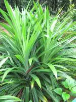 Plantzoin Ramba Pandan Pandanus amaryllifolius Annapurna Live Plant