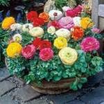 PARYAVARAAN Ranunculus Bulbs Mix Colour For Garden pack of 20