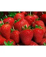 Sweet Strawberry Fragaria Exotic Fruit Seeds