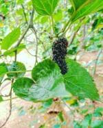 Cloud Farm Hybrid Shahtoot Mulberry Plant - 200 mm CF171
