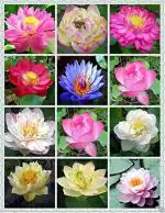 NSKON 12 Types Of Lotus Flower Plant Seed Mix Seven (Pack Of 24)