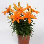 PARYAVARAAN Seeds Asiatic Lily Seeds Orange Colour Flower For Home Gardening pack of 5 bulbs
