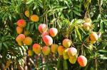 Cloud Farm Hybrid Golapkhas Mango Plant - 200 mm CF_A327