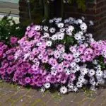 PARYAVARAAN Dimorphotheca Mixed Colour Flower Seeds Hybrid F1 Seeds for Home Garden All Season (50 Seeds)