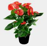 Online Plant Bazar Red Anthurium Exotic Live Plant With 4X4 Plastic Pot