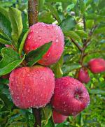 Corofitam Apple PlantApel PlantHot Climate Harman 99 Apple Plant