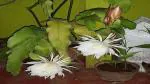 Corofitam Brahma Kamal Plant Brahma Komal Flower Plants vol