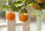 Online Plant Bazar Orange Kumkuat Lemon Live Plant-Kk04