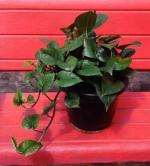 Cloud Farm Hybrid White Money Plant - 200 mm CF1014