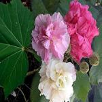 Kapebonavista Sthal Kamal Changeable Rose Chinese Rose Confederate Rose Cotton Rose Sthalkamal Sthalpadma Semburutti Neladavare Chinappratti Gul-e-ajaib Patthi Mandaram