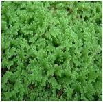 Bokashi Bran Azolla Plant Seed 1 kg